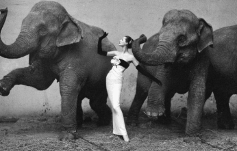 Dovima_with_Elephants1