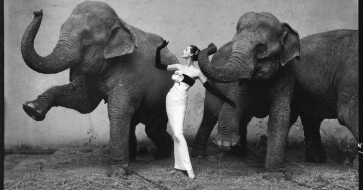 Dovima_with_Elephants1