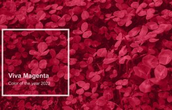 Viva,Magenta,Toned,Clover,Backdrop.,Monochrome,Viva,Magenta,Clover,With